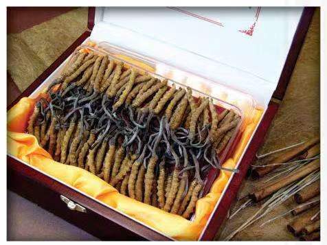 双台子冬虫夏草回收